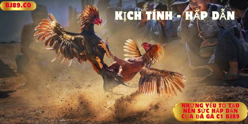 Những yếu tố tạo nên sức hấp dẫn của đá gà C1 Bj89 Những yếu tố tạo nên sức hấp dẫn của đá gà C1 Bj89
