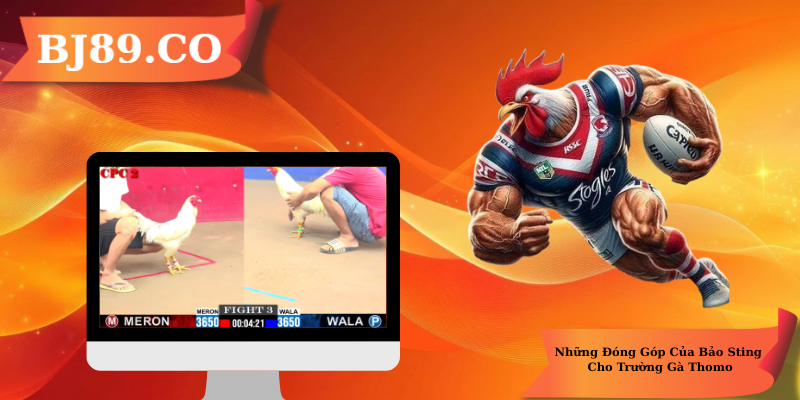 Những Đóng Đóng Của Bảo Sting Cho Trường Gà Thomo Những Đóng Đóng Của Bảo Sting Cho Trường Gà Thomo