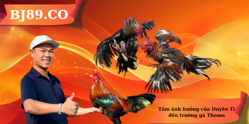 Tầm ảnh hưởng của Duyên Ti đến trường gà Thomo Tầm ảnh hưởng của Duyên Ti đến trường gà Thomo