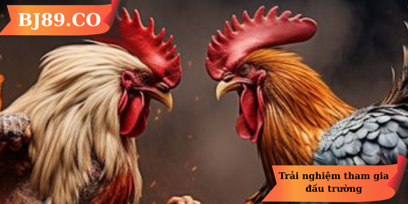 Trải nghiệm tham gia đấu trường Trải nghiệm tham gia đấu trường